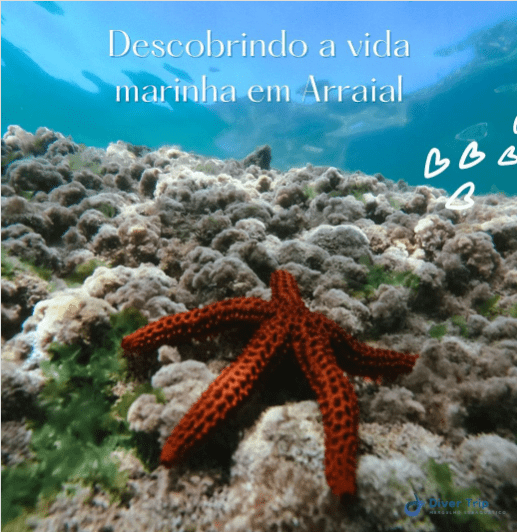 descobrindo-a-voda-marinha-arraial-do-cabo-divertrip-snorkel.