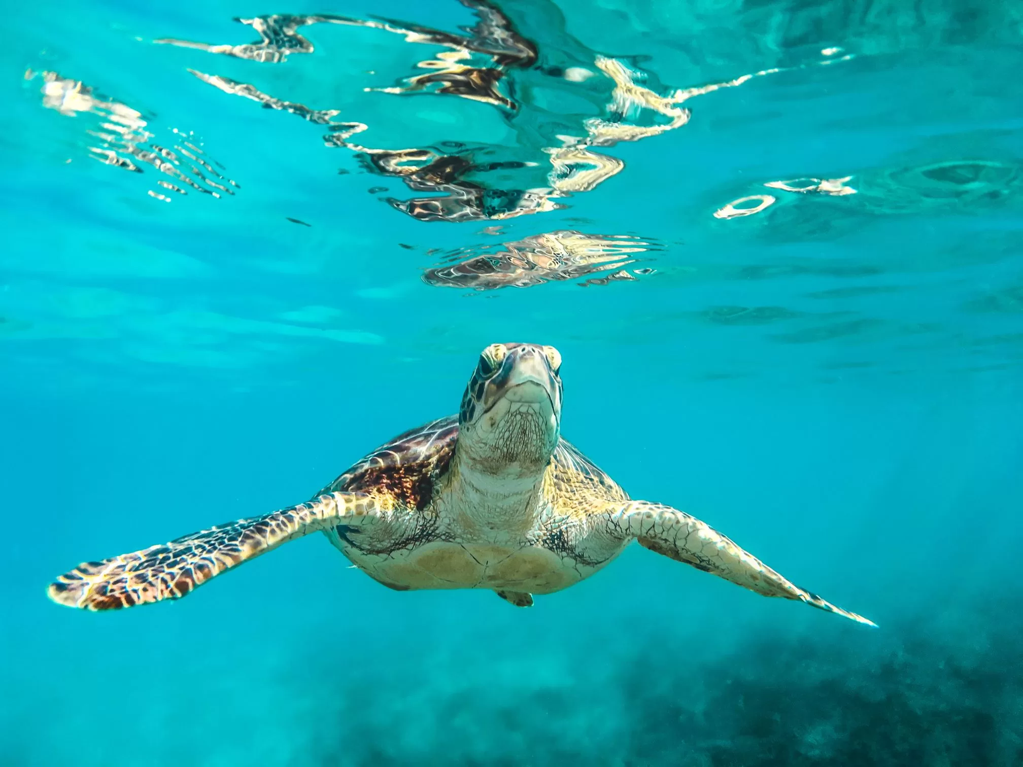 passeio mergulho de snorkel em arraial do cabo - diver trip mergulho